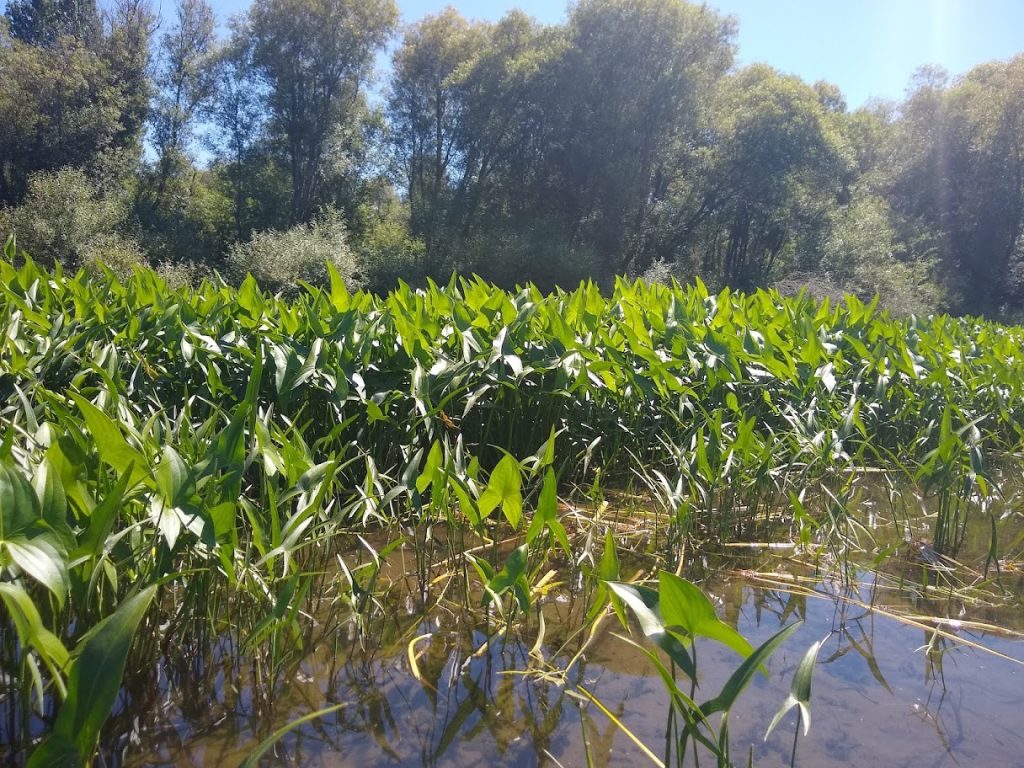 a patch of wapato in the river with upright arrow shaped leaves pointing upward about 2 ft tall.