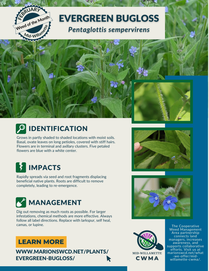 An 8.5 x 11 flyer for Mid-Willamette CWMA's February 2024 Weed of the Month: Evergreen Bugloss