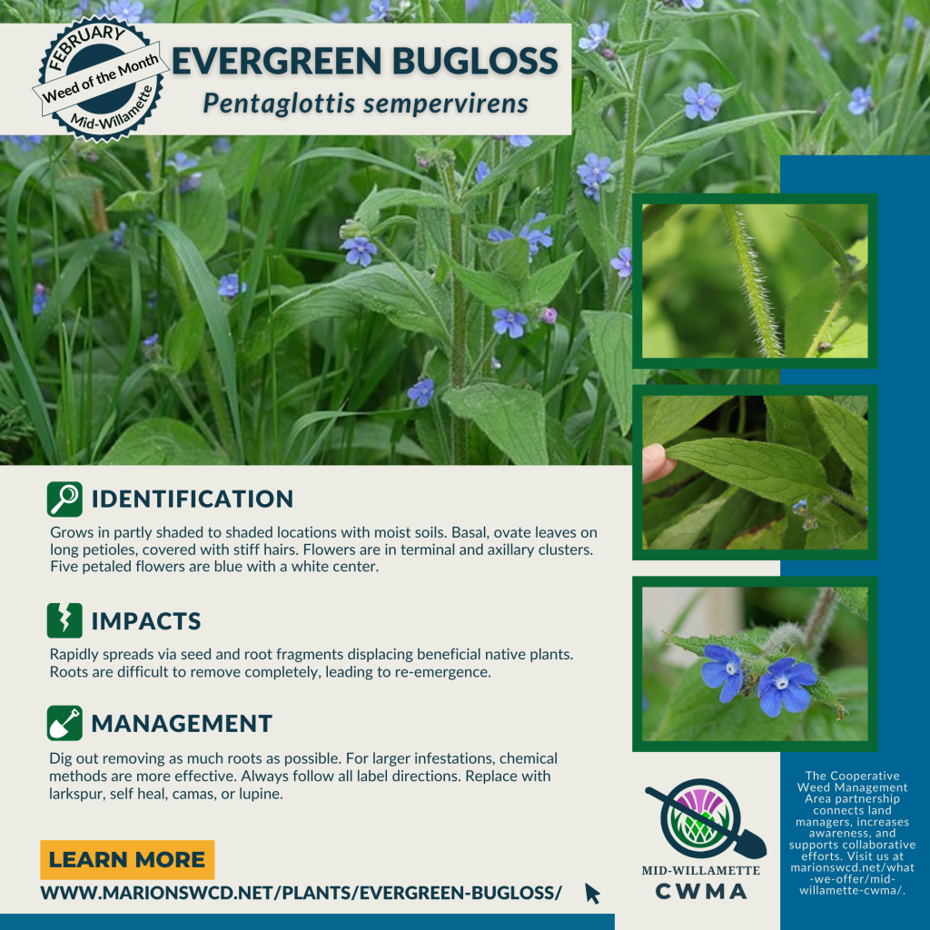 a square graphic for Mid-Willamette CWMA's February 2024 Weed of the Month: Evergreen Bugloss