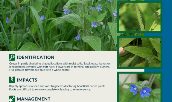 a square graphic for Mid-Willamette CWMA's February 2024 Weed of the Month: Evergreen Bugloss