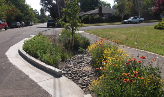 a vegetated stormwater facility in full bloom on a sunny day