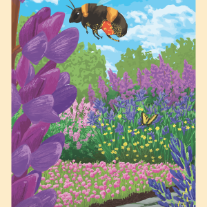 a 16x24 illustration of a garden full of native plants including lupine, rosy plectritis, camas, and buttercups with the words Little Habitats Willamette Valley.
