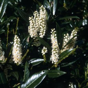 small white flowers resemble cherry flowers.