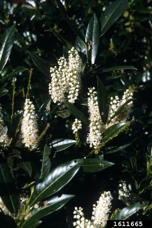 small white flowers resemble cherry flowers.