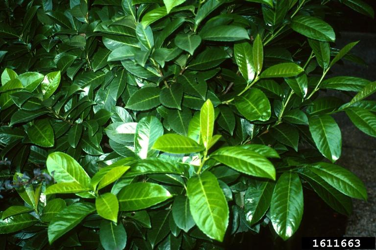 leaves of English laurel are thick, shiny, oval with pointed tips.