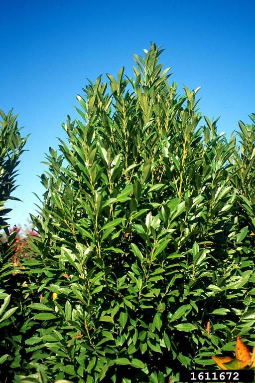 full large English laurel shrub with upright growth form