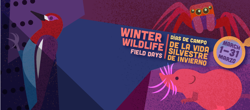 a banner in blue, red, purple, with a little orange and a woodpecker, spider, and mole advertising Winter Wildlife Field Days