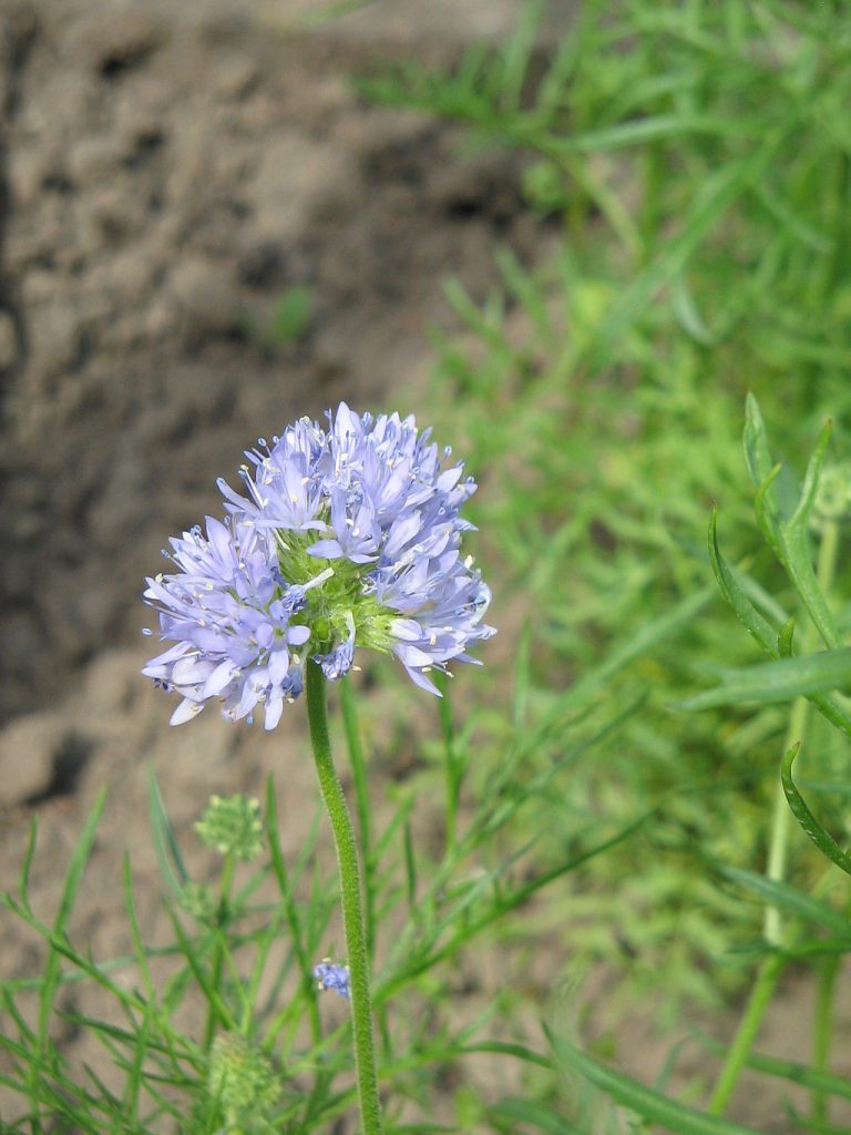 small blue flower in the grass