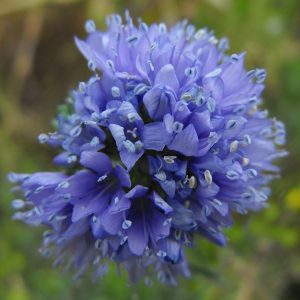 a small round blue flower called bluehead gillia