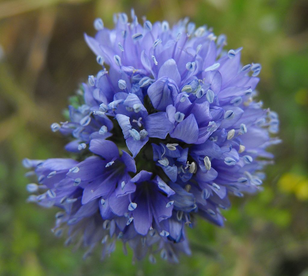 a small round blue flower called bluehead gillia