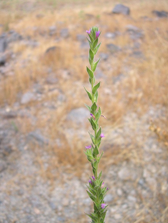 long green stem with leaves and small purple flowers.