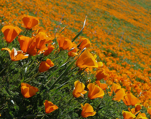 a field of bright orange flowers.