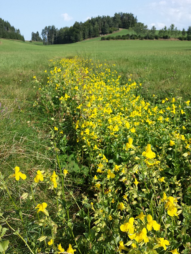 yellow flowers lining a wet area in a field
