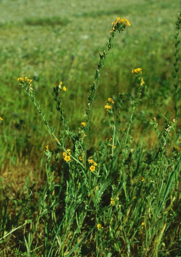 small yellow-orange flowers on a long stalk in a grassy field
