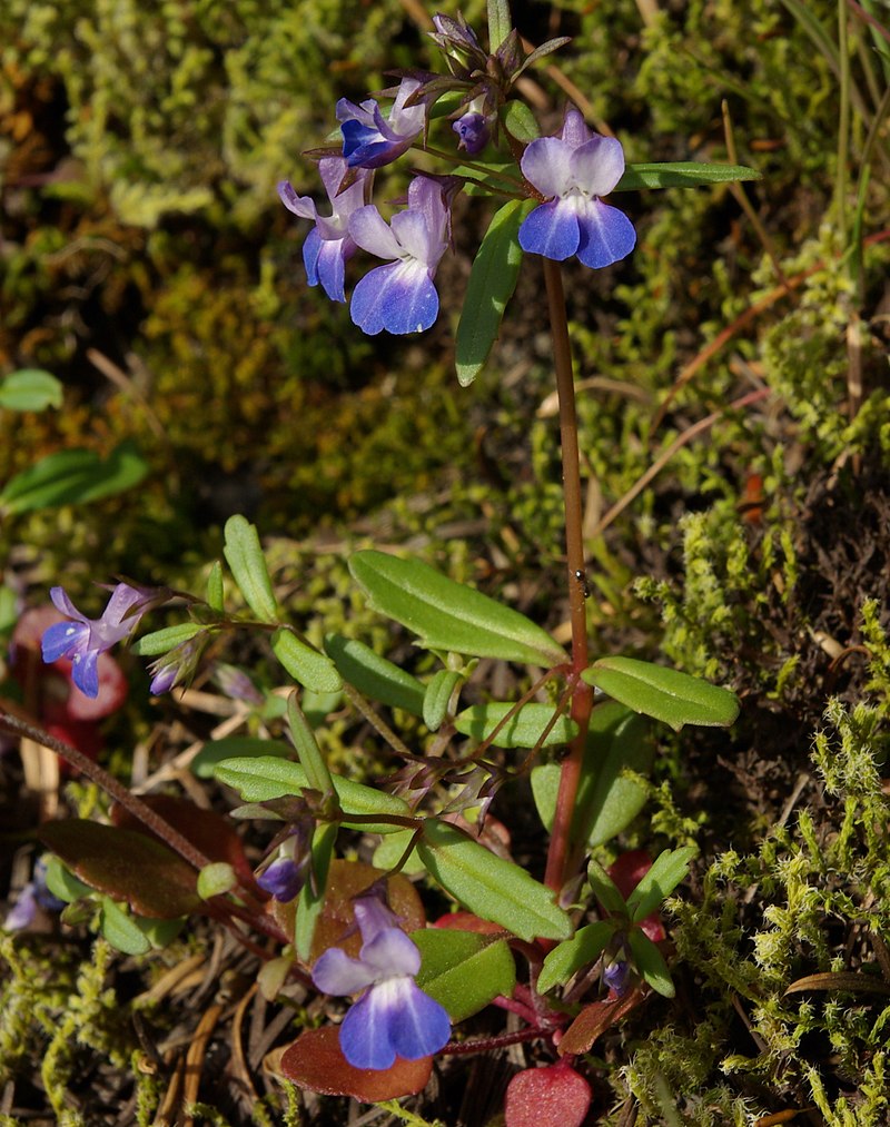 a purple and white flower on a tall stem