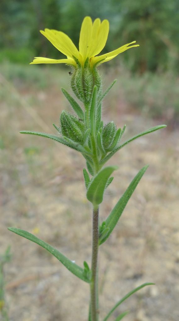 a yellow flower with a long green hairy stem