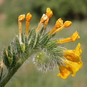 curled flower with white hairs and orange petals