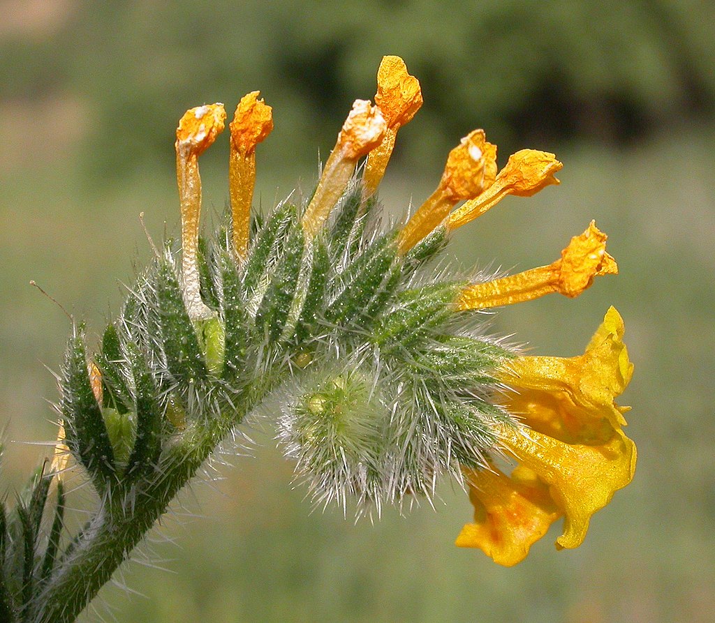 curled flower with white hairs and orange petals