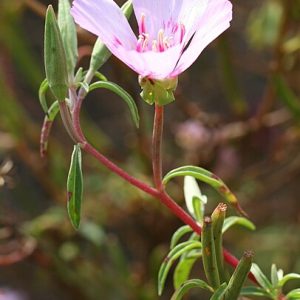 pink flower with red stem and green leaves