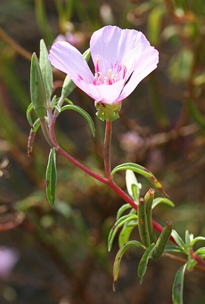 pink flower with red stem and green leaves
