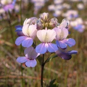 a close up photo of a blue and white flower in a grassy field