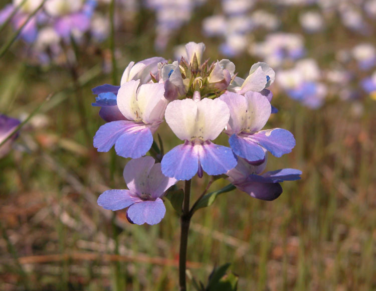 a close up photo of a blue and white flower in a grassy field