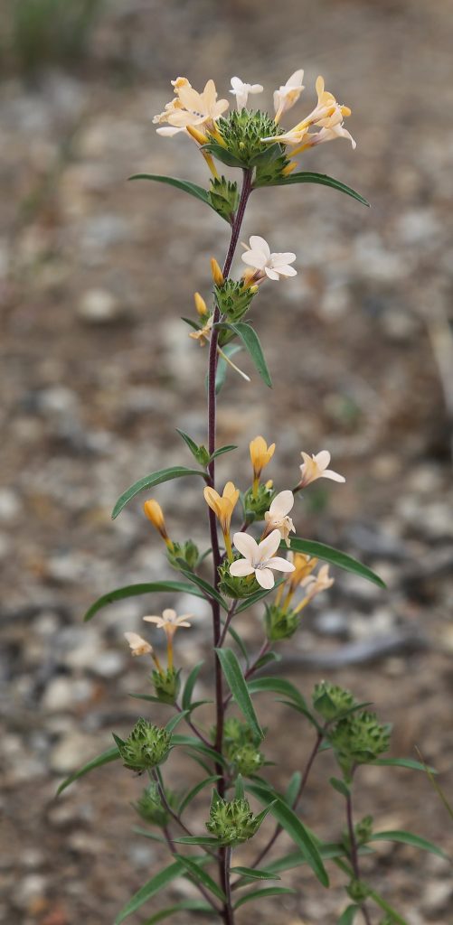 a pale orange flower with a tall stem and green leaves