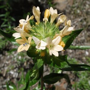 close up of an pale orange flower with blue pollen and green foliage