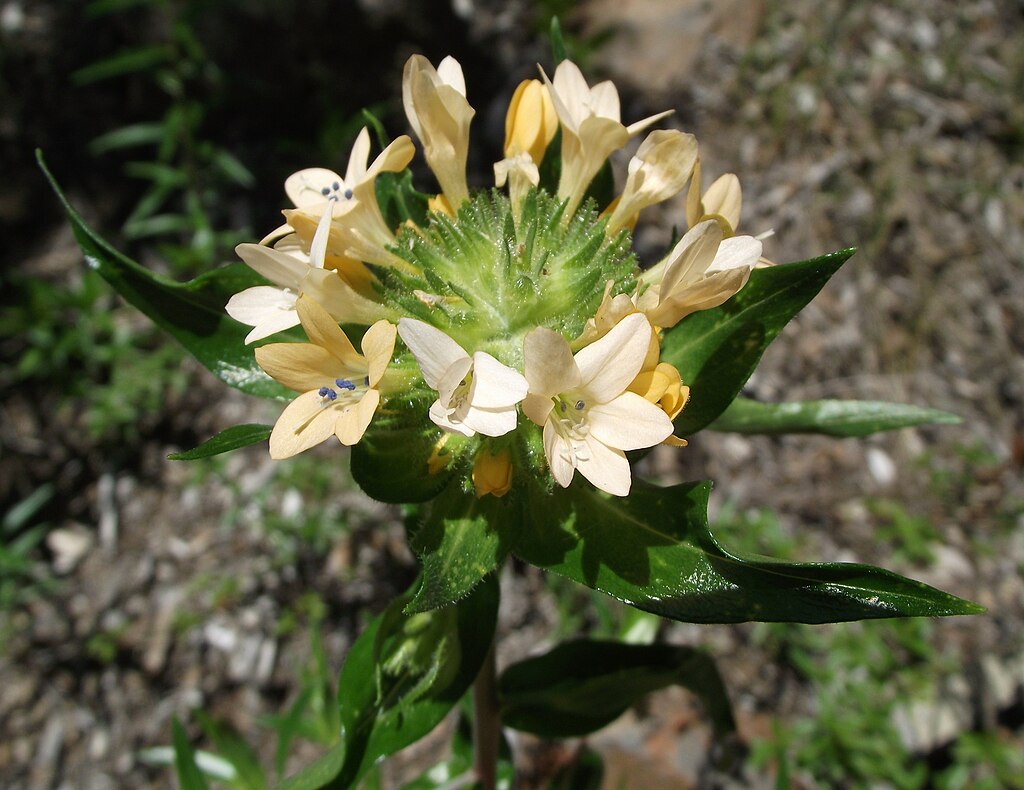 close up of an pale orange flower with blue pollen and green foliage