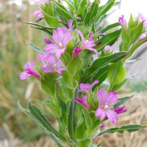 pretty purple flowers with green foliage