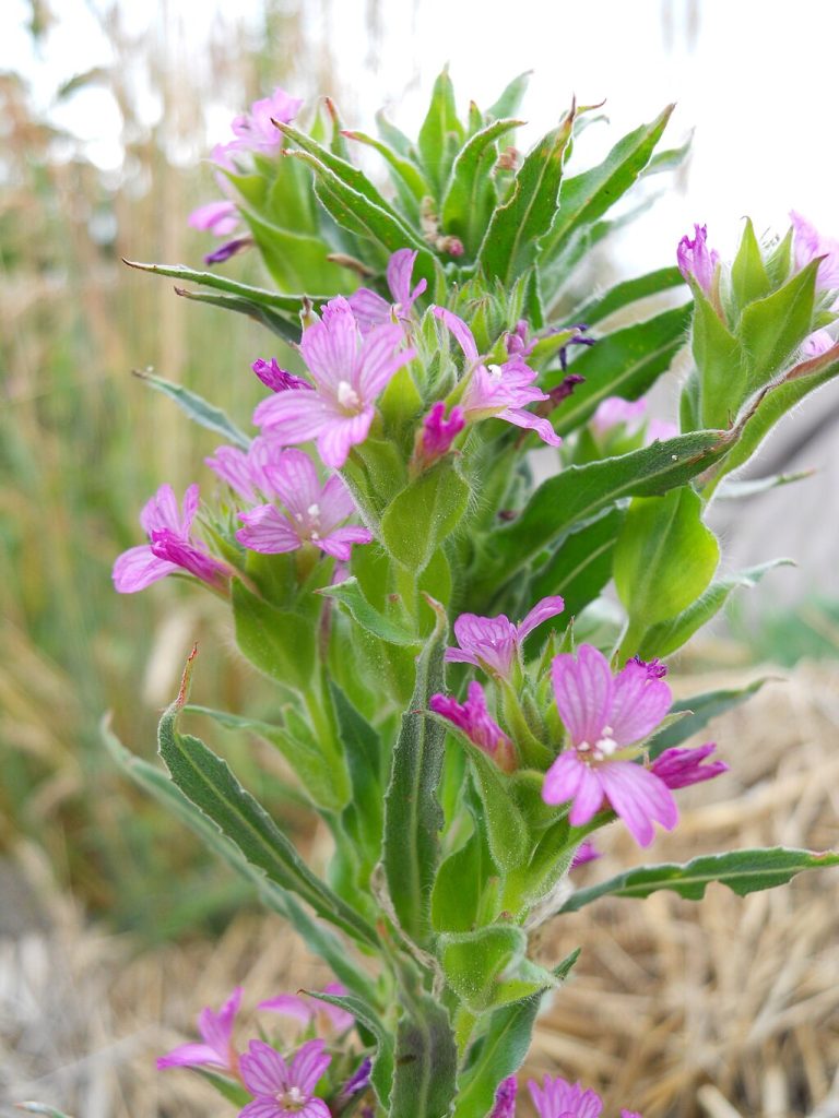 pretty purple flowers with green foliage