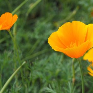 up close photo of bright orange flowers