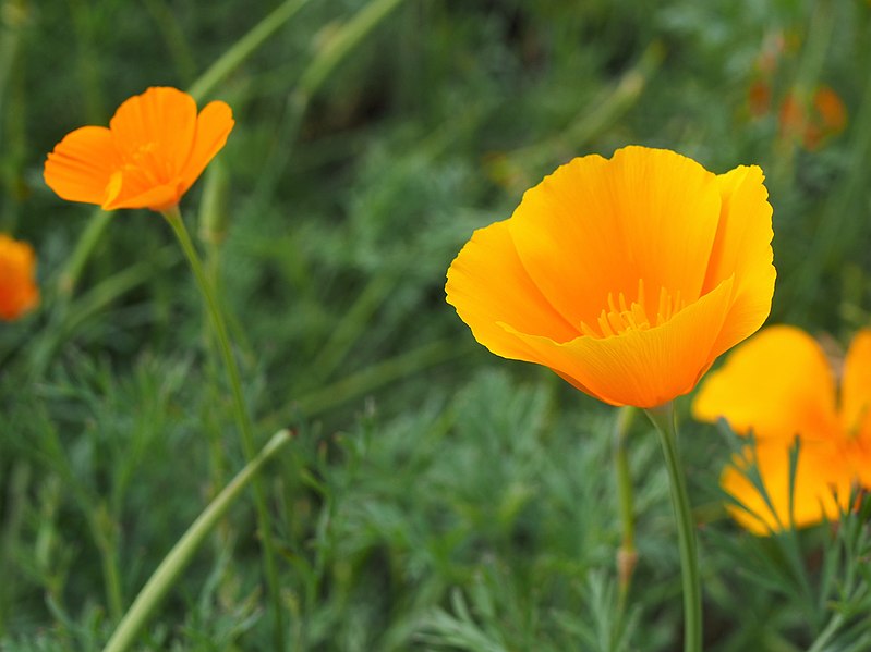 up close photo of bright orange flowers