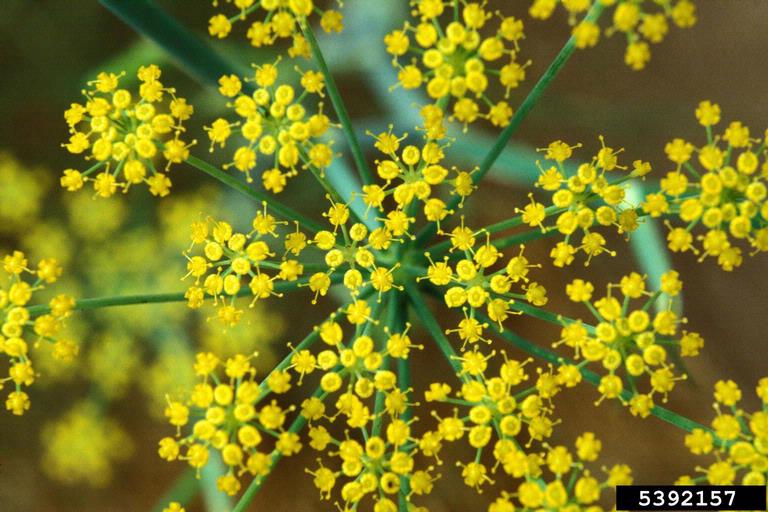 Top view of clustered tiny yellow flowers in an umbel
