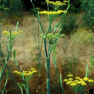Side view of typical carrot family flower umbels with yellow flowers.
