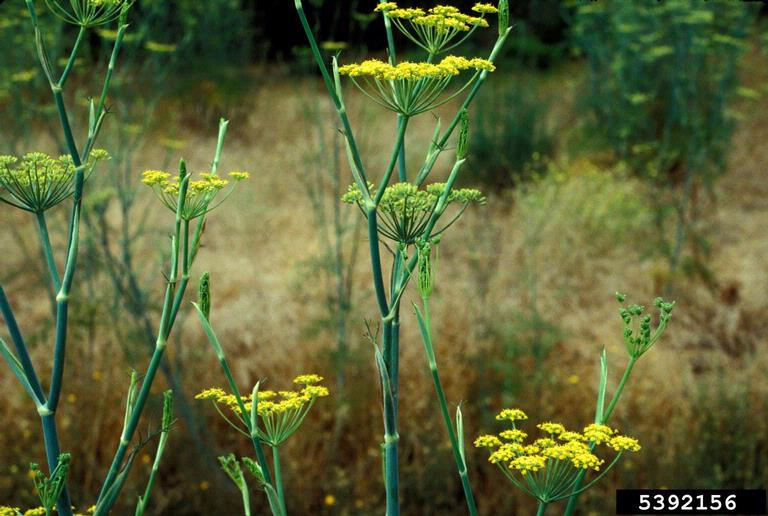 Side view of typical carrot family flower umbels with yellow flowers.