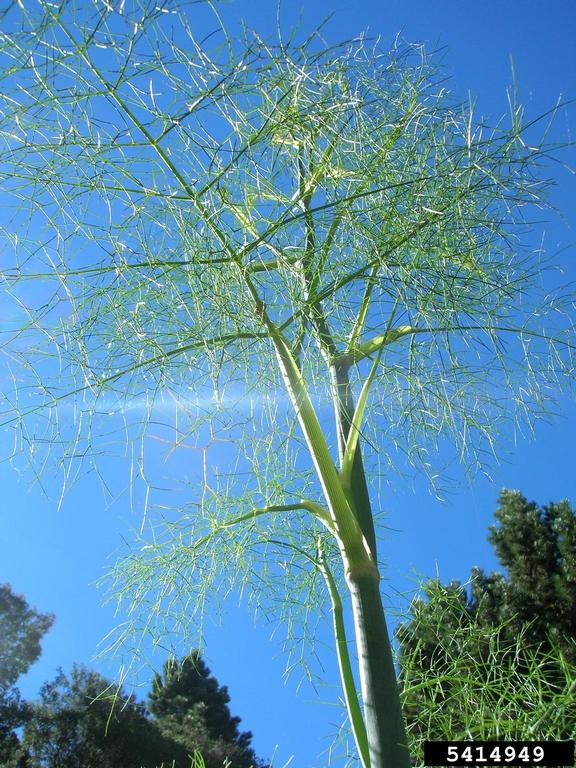 Finely dissected feathery light green leaf similar to dill