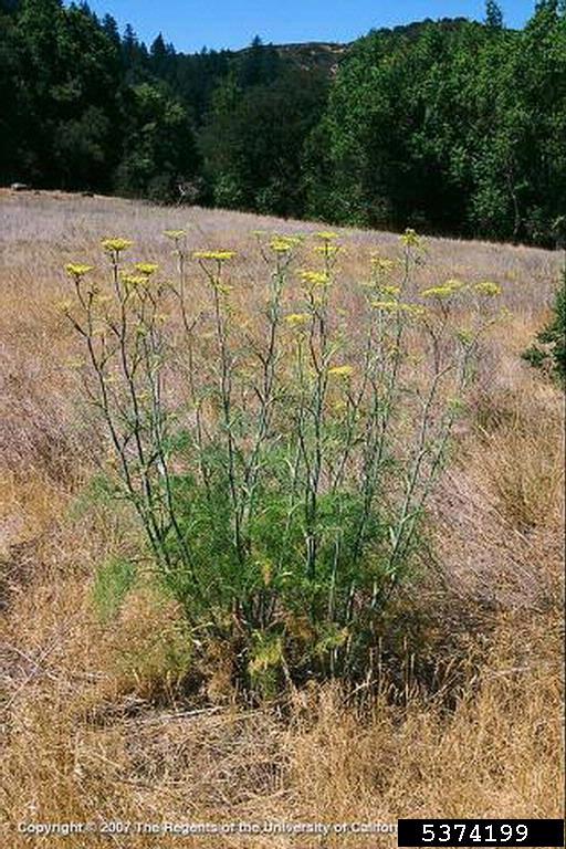 Whole plant with green finely dissected foliage and umbels of yellow flowers rising above.