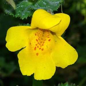 a yellow flower with red dots in the center