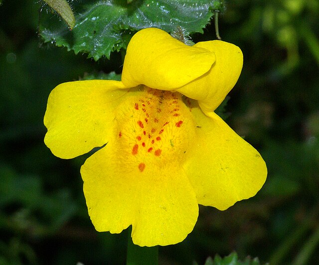 a yellow flower with red dots in the center