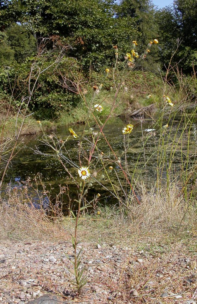 yellow flowers with a long stalk next to a creek