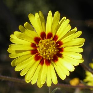 bright yellow flower with a magenta center