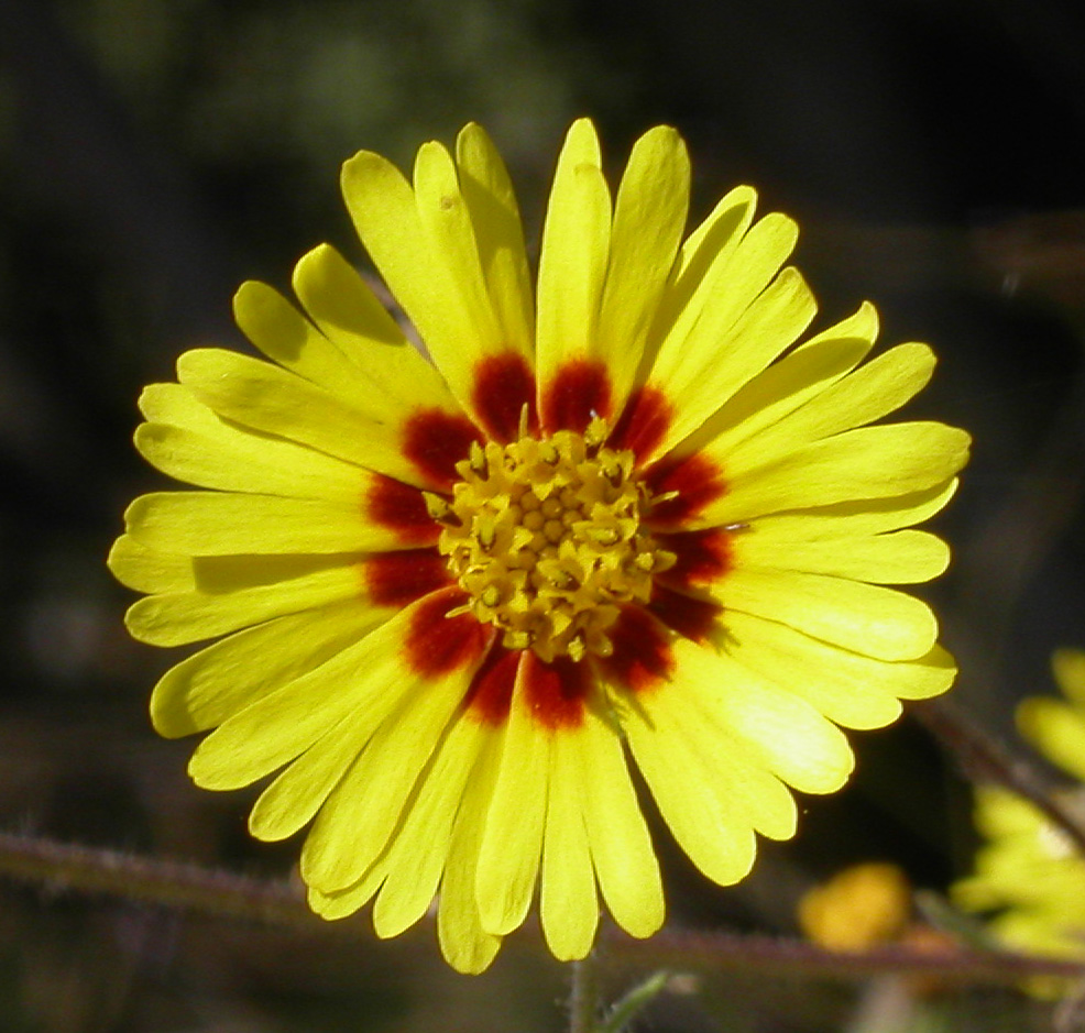 bright yellow flower with a magenta center