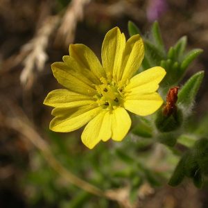 close up photo of a yellow flower