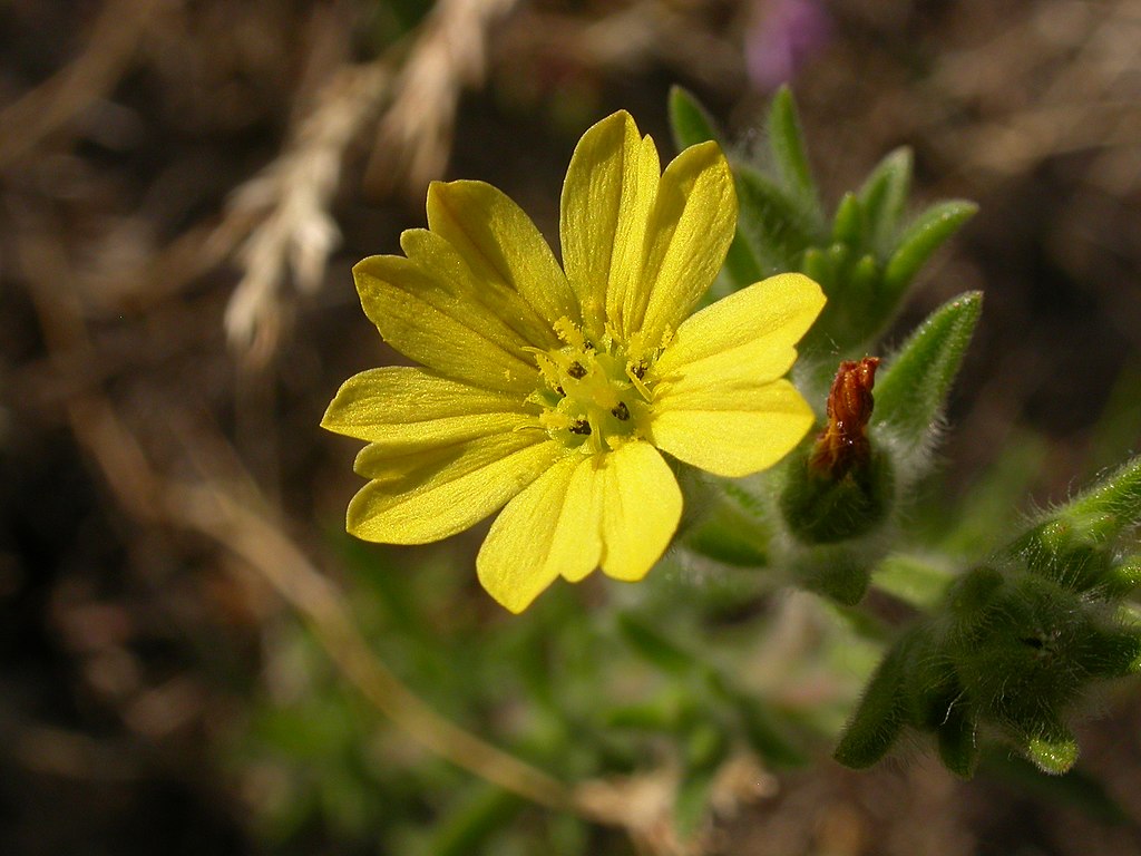 close up photo of a yellow flower