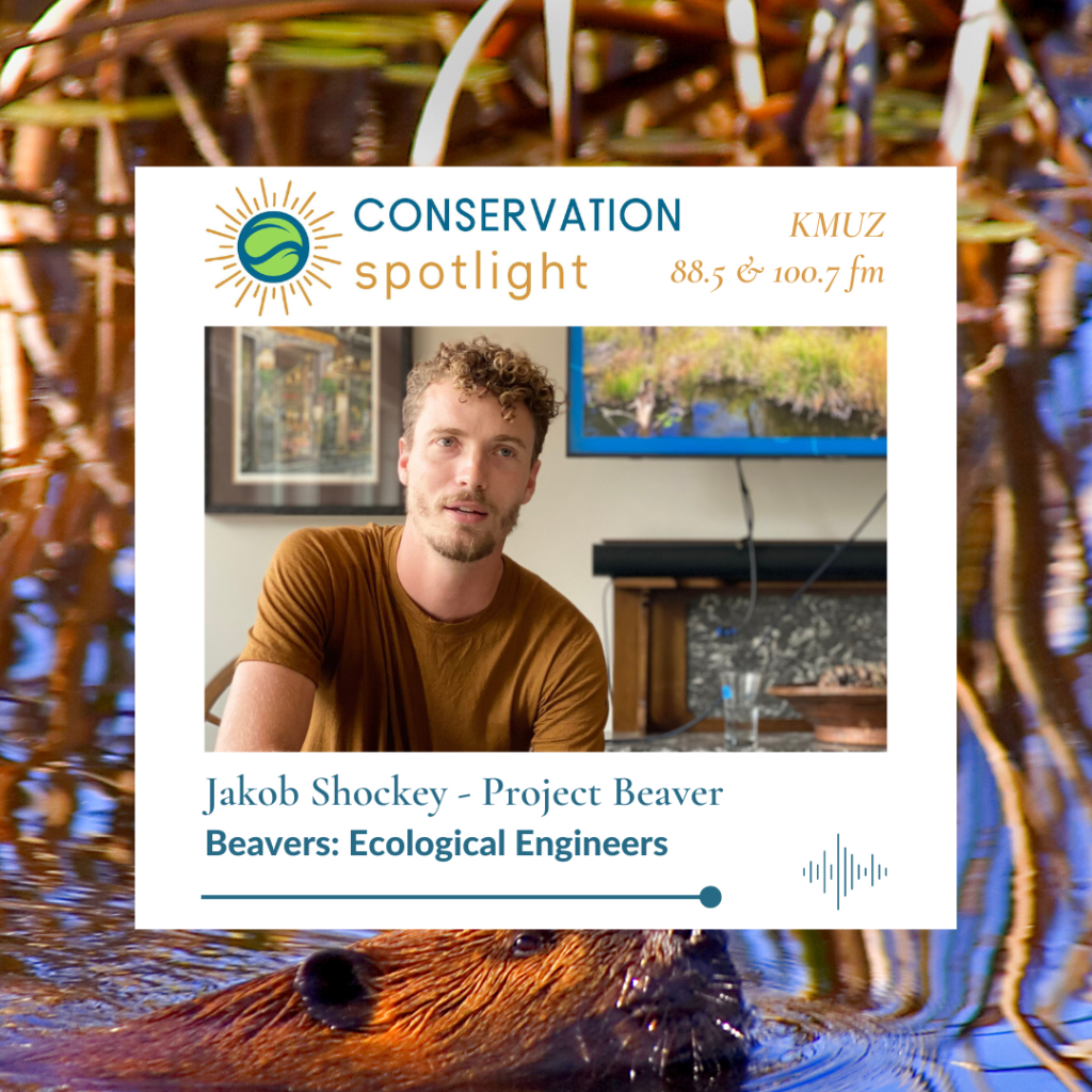 an image of a beaver swimming in water with cattails is the background and in foreground an image of Jakob Shockey leaning, with curly light brown hair, an advertisement for the Conservation Spotlight interview for March 2024 with Jakob Shockey of the Beaver Project who will discuss beavers - the ecological engineers on KMUZ.