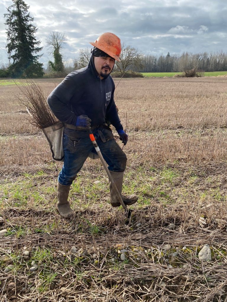 restoration planting in progress. A male worker with a goatee wearing an orange hard hat carries a bag with bareroot trees that he is replanting in a grassy field.