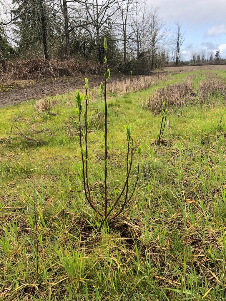 Indian plum (osoberry) breaks dormancy after replanting.