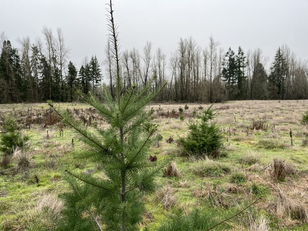 reestablishment of riparian floodplain forest at Chahalpam