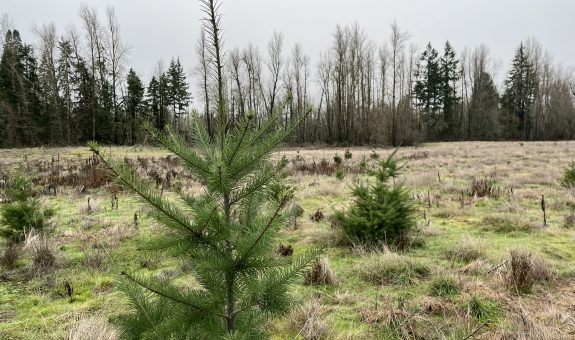 reestablishment of riparian floodplain forest at Chahalpam